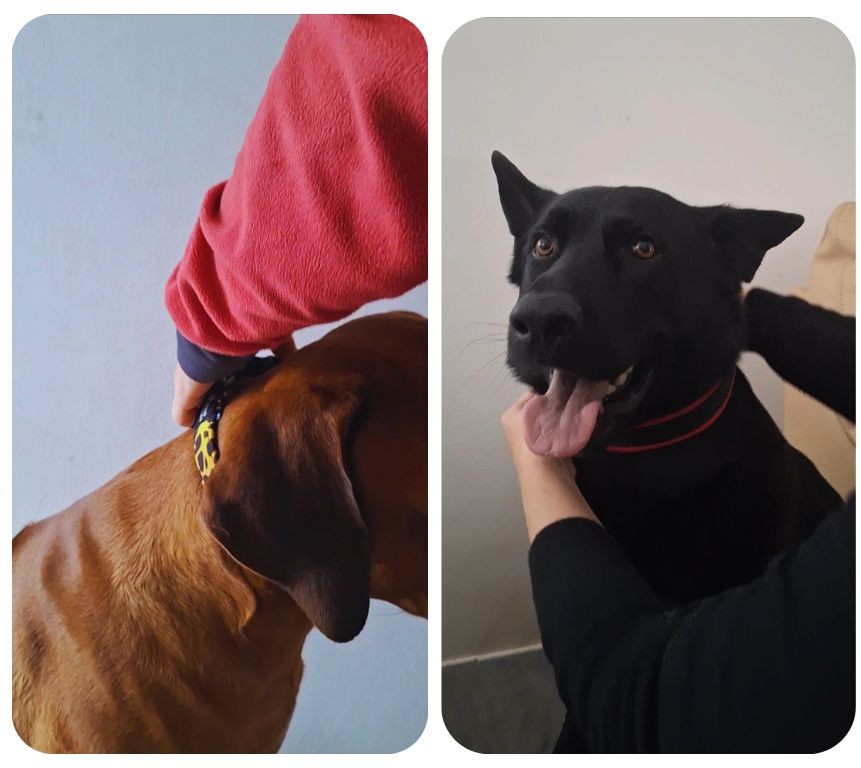 Obojek pro velké psy